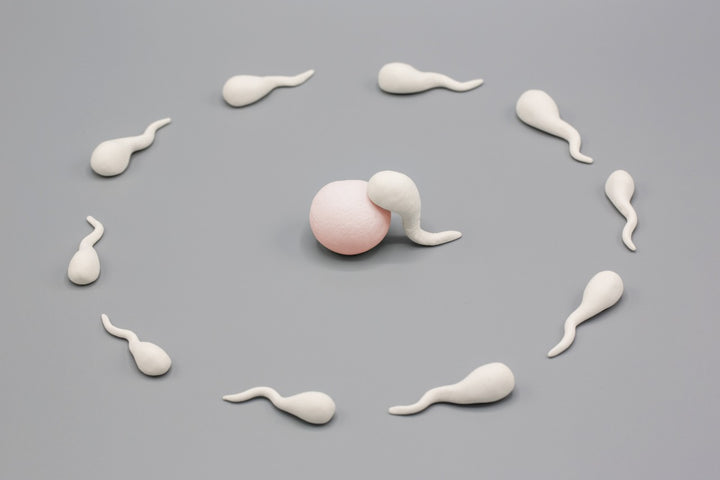 Spermatogenesis